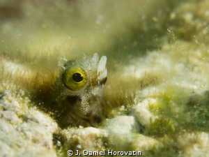 Blenny watching for a next meal. by J. Daniel Horovatin 